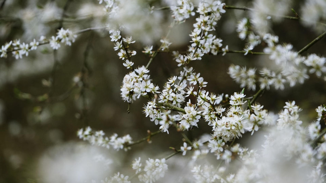 Heuschnupfen & Pollenallergie - 10 wissenschaftliche Tipps für den Frühling
