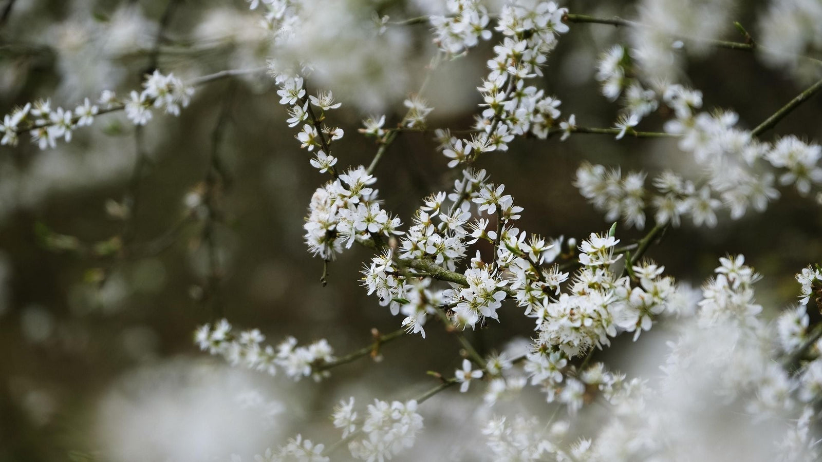 Heuschnupfen & Pollenallergie - 10 wissenschaftliche Tipps für den Frühling