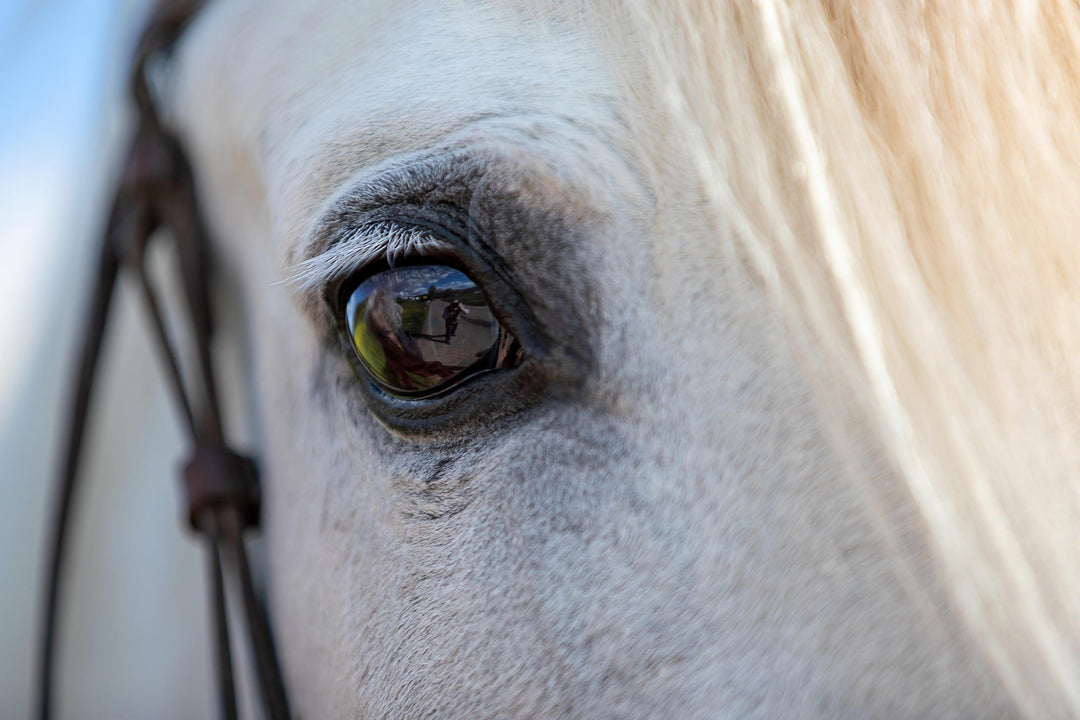 Equines Asthma: Wenn der Pferdehusten mehr als nur Staub ist.