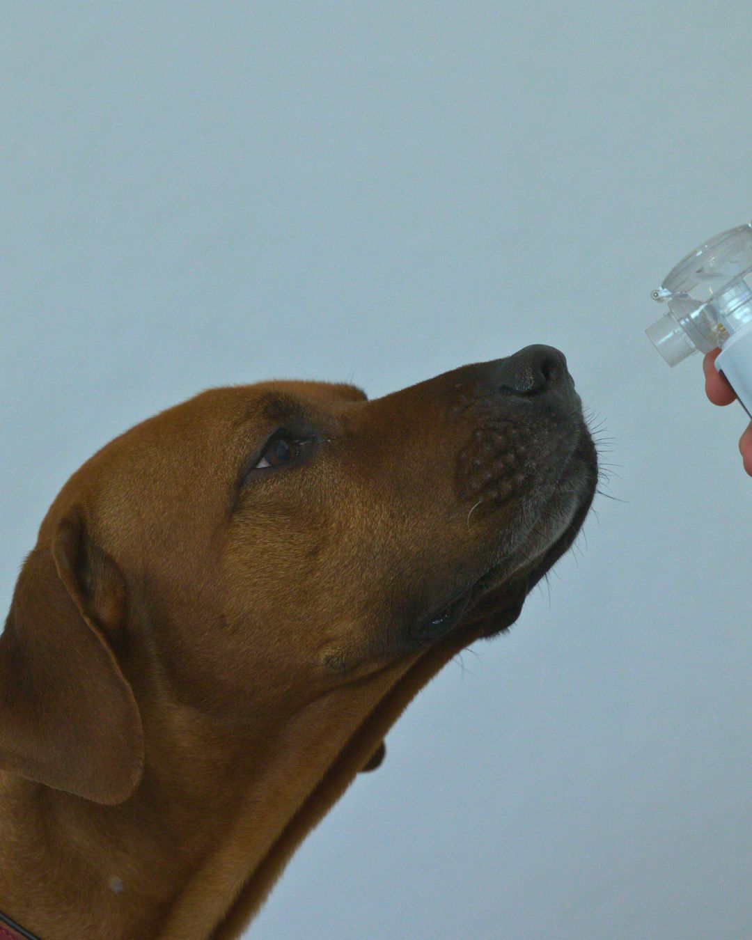 Hund inhaliert mit dem OxygenOne Taschenvernebler die OXYGEN Sole