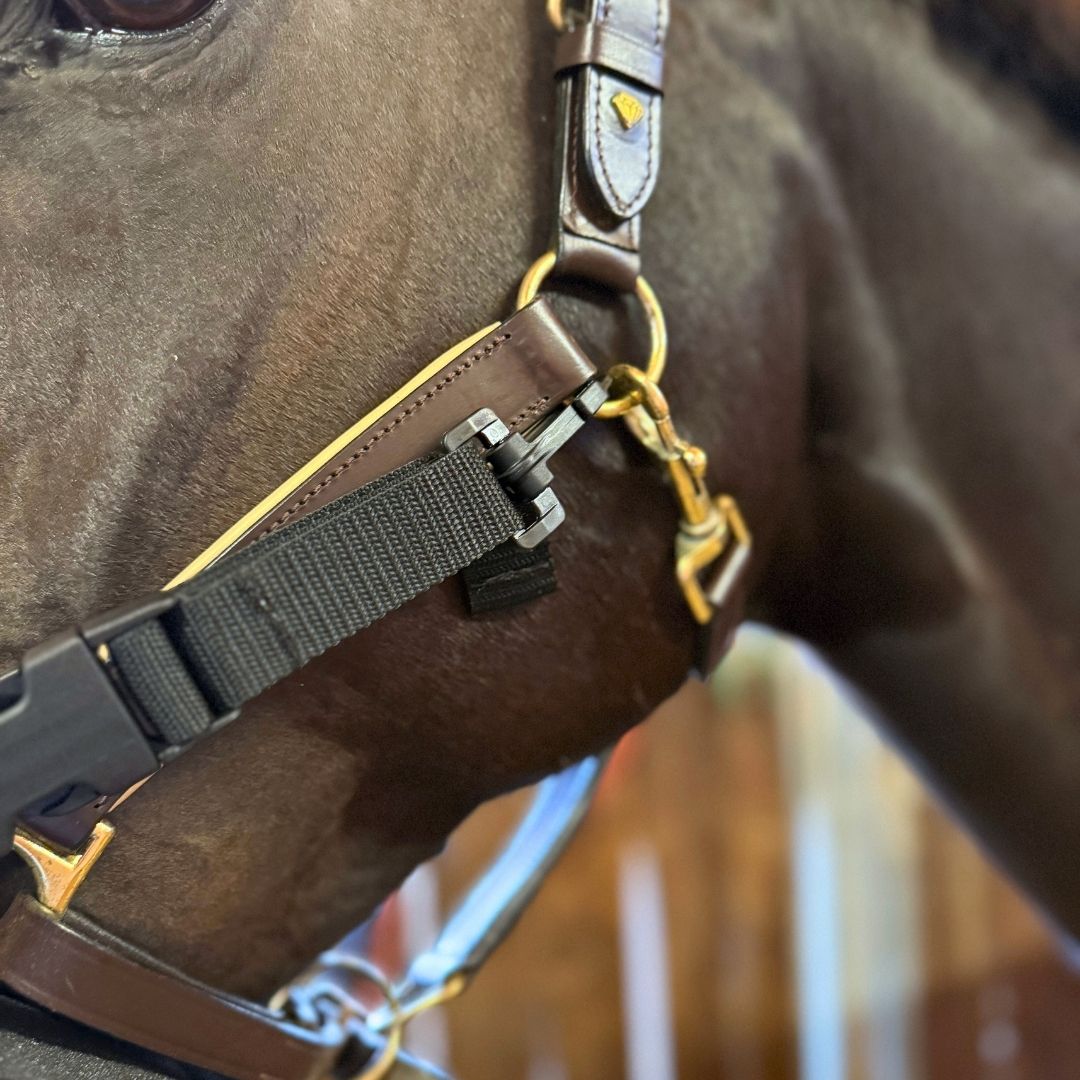 Pferd mit angelegter EquiBuddy Inhalationsmaske – Fokus auf Befestigung.