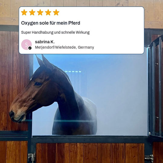 Pferd inhaliert Sole in Inhalationsraum im Stall