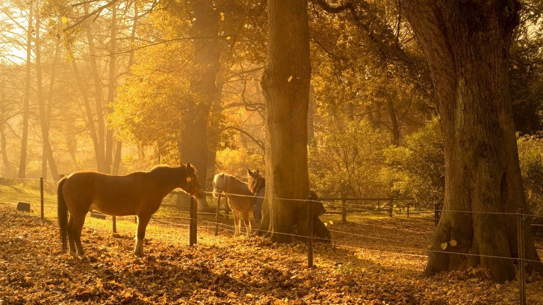 10 Herbst-Tipps für dich & dein Pferd