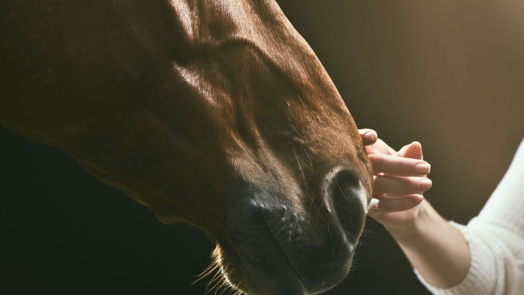 5 Tipps, wie dein Pferd die Inhalationsmaske liebt