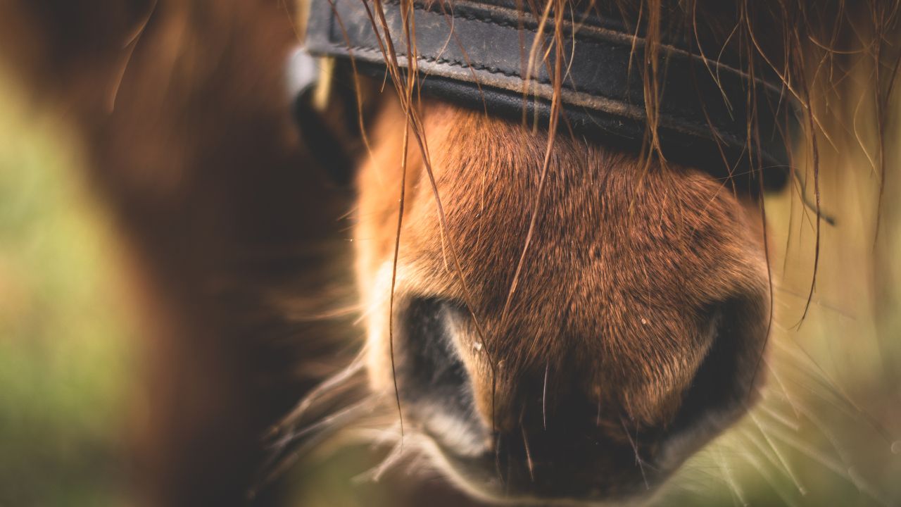 Equines Asthma: Wenn der Pferdehusten mehr als nur Staub ist.