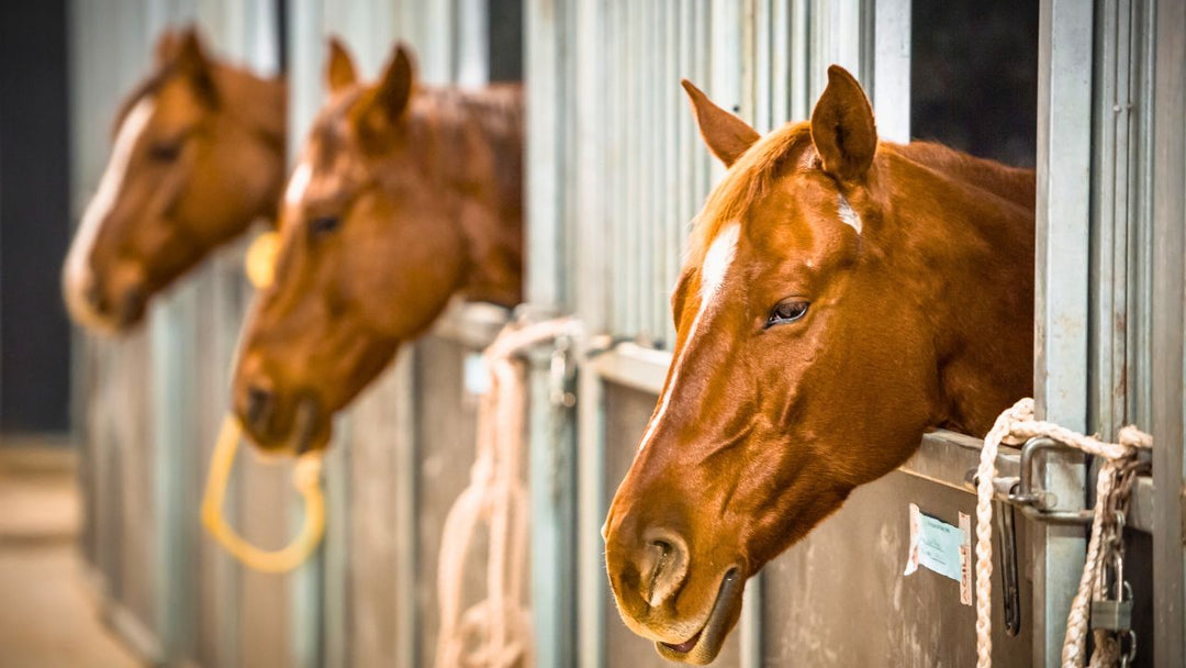 Stallklima-Check: 7 einfache Maßnahmen für bessere Luft im Stall