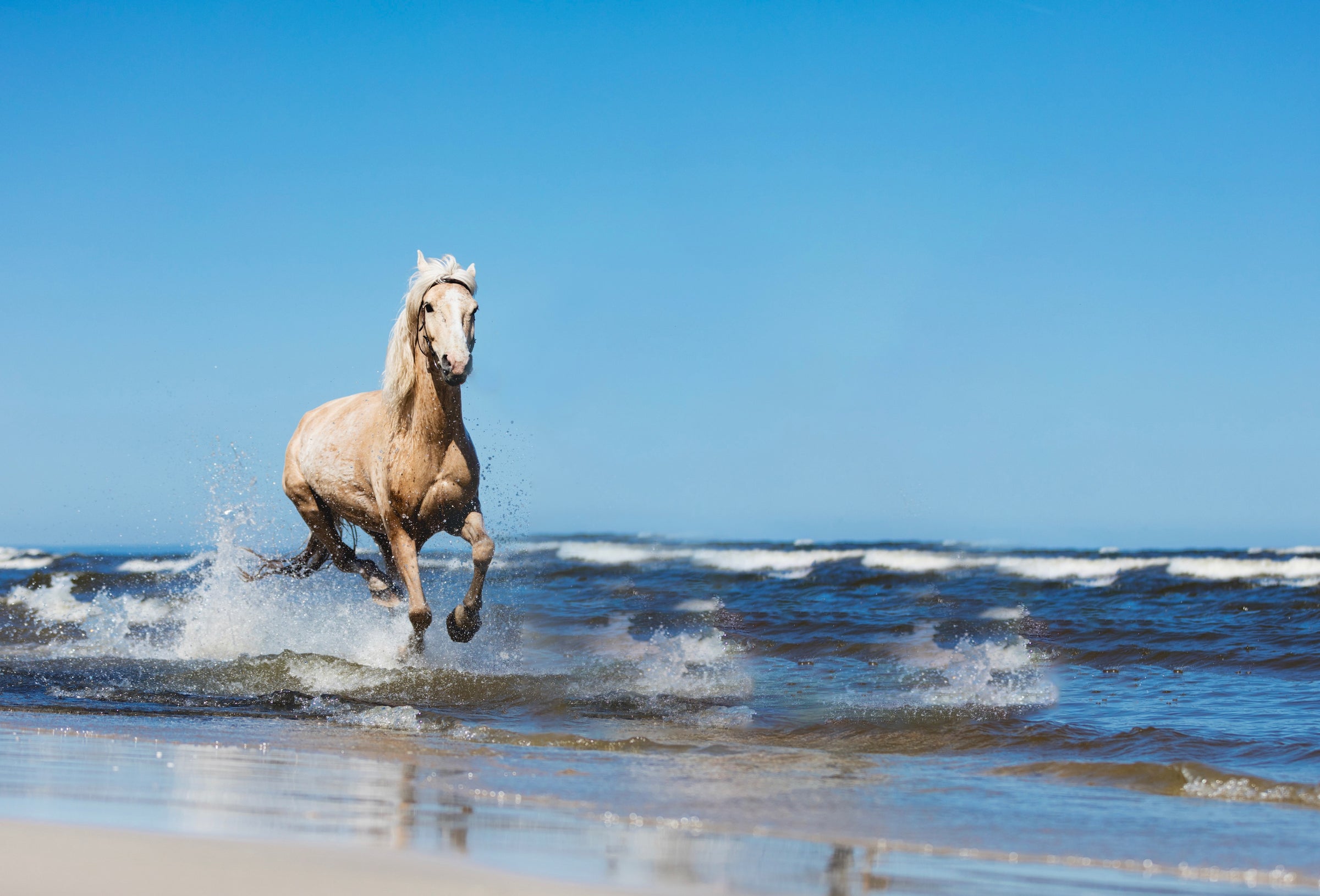 Ein Pferd, welches am Strand galoppiert