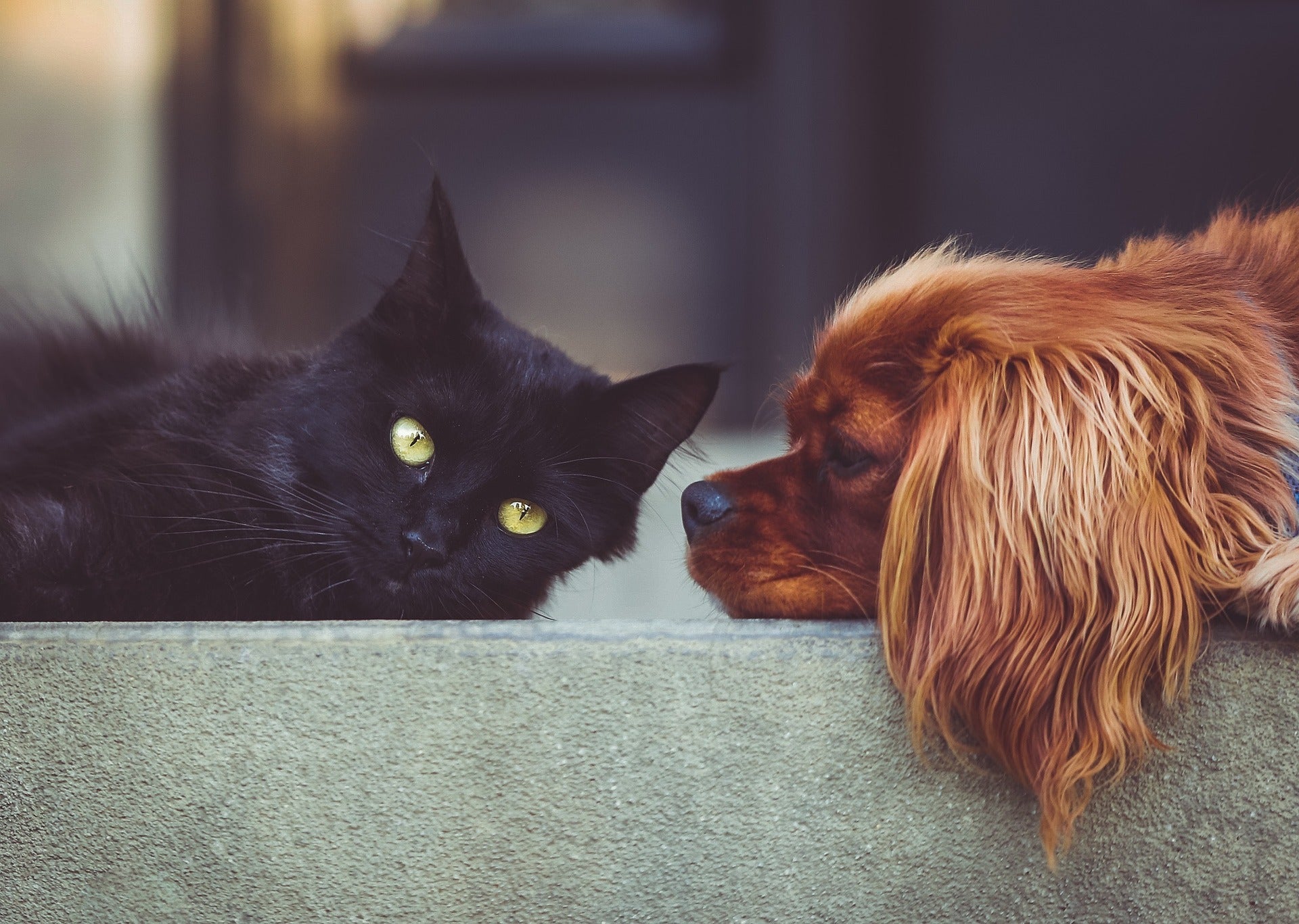 Hund und Katze nah beieinander